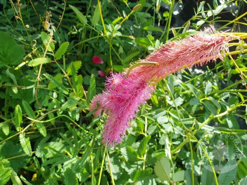 Krvavec toten Pink Tanna